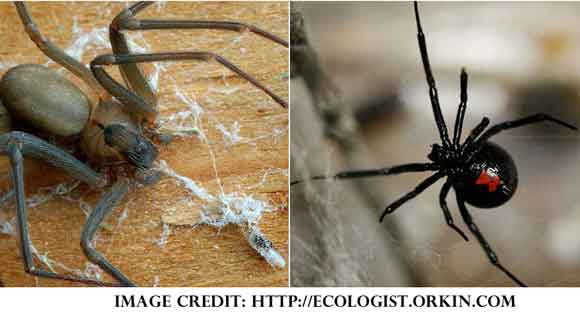 spiders bugout black brown widow